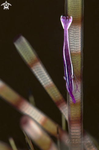 A Whitestripe urchin shrimp (Stegopontonia commensalis)