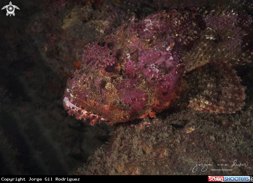 A Spotted scorpionfish