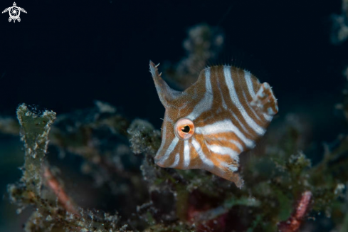 A Radial leatherjacket 