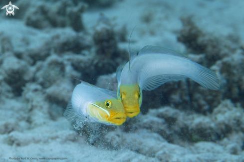 A Bluestreak Goby