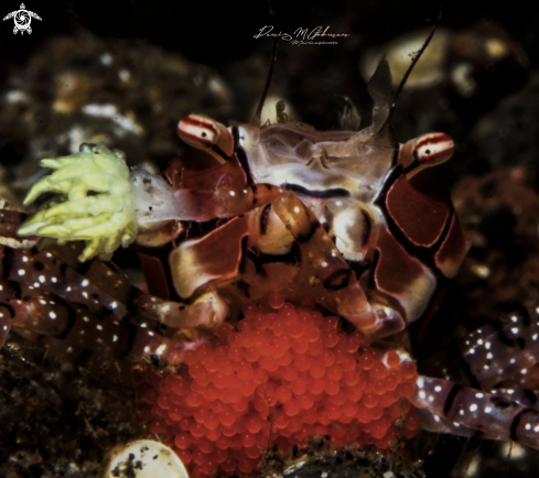 A lybia edmondsoni | Boxer Crab