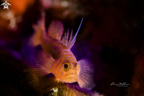A priolepis vexilla  | Rusty goby