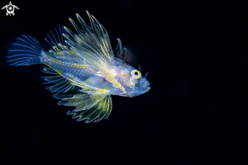 A Lionfish