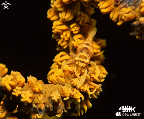 A Whip coral shrimp 