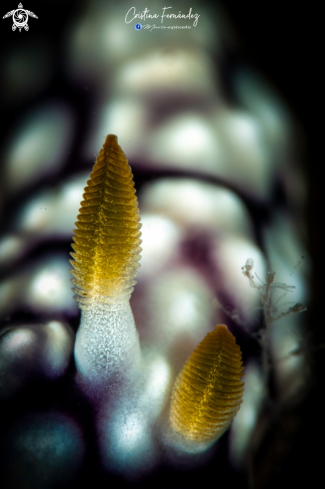 A Goniobranchus geometricus | Nudibranch