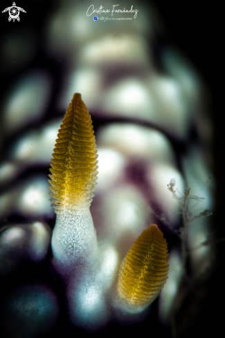 A Nudibranch