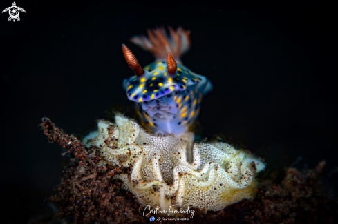 A Hypselodoris infucata | Nudibranch