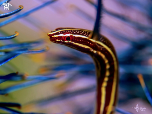 A Lepadichthys lineatus | Clingfish