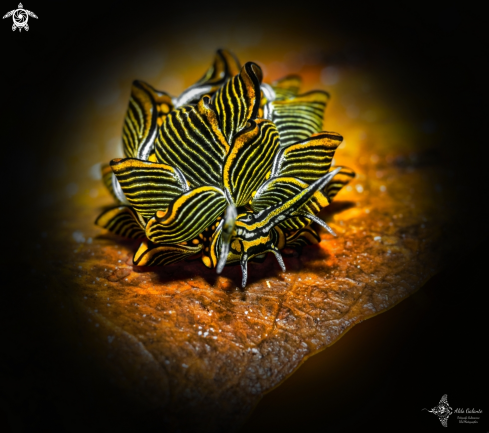 A Cyerce nigra (Bergh 1871) | Tiger Butterfly Sea Slug