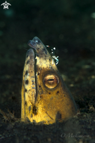 A Highfin snake eel (Ophichthus altipennis)