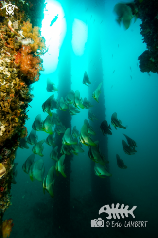 A Batfish school