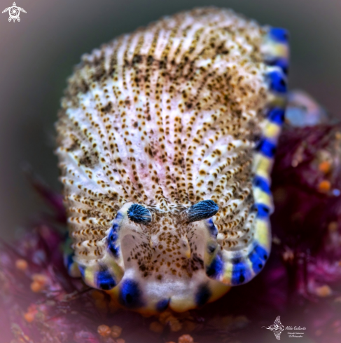 A Dermatobranchus caeruleomaculatus (Gosliner & Fahey, 2011) | Seaslug