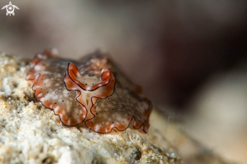 A Flatworm 