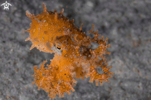 A Blue-ringed octopus