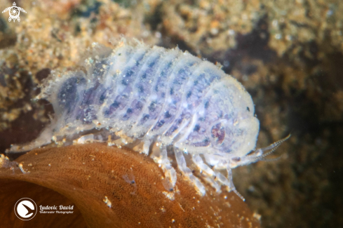 A Isopod from Spaeromatidae Family | Isopod from Spaeromatidae Family
