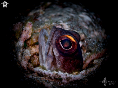 A Opistognathus randalli (Smith-Vaniz, 2009) | Jawfish 