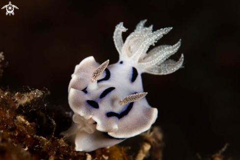 A Nudibranch 