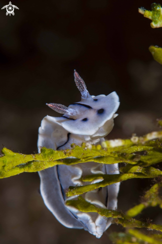 A underwater creature