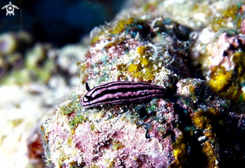 A Nudibranch