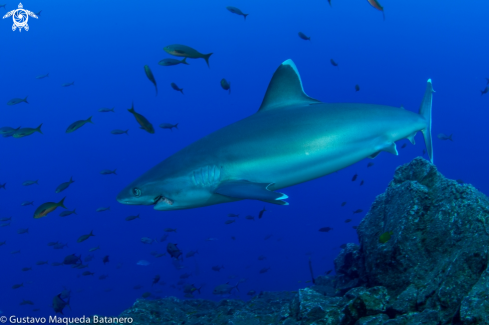 A Silvertip Reef shark