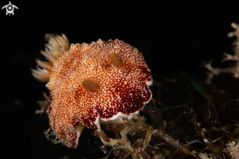 A Nudibranch 