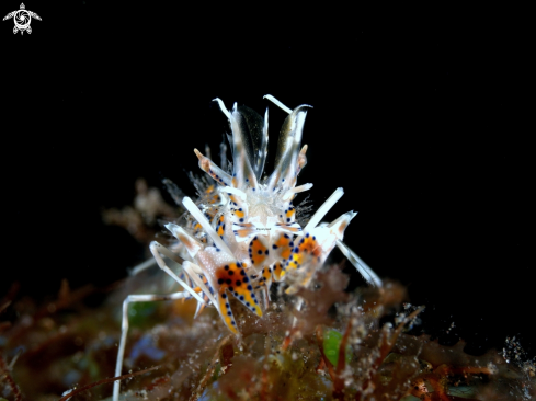 A Tiger shrimp