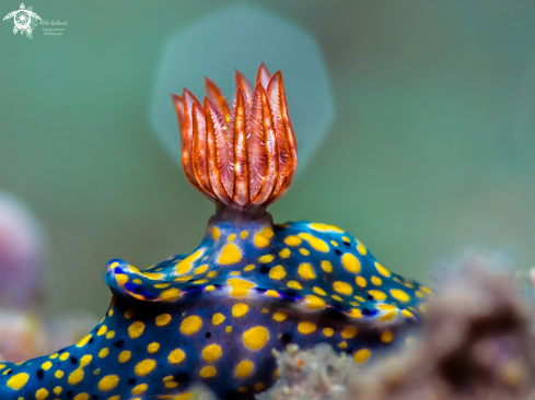 A Hypselodoris roo (Gosliner & R. F. Johnson, 2018)  | Nudibranch