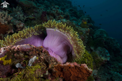 A underwater creature