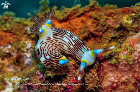 A Nembrotha lineolata | Nudibranch