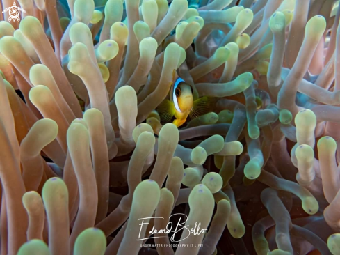 A Anemonefish