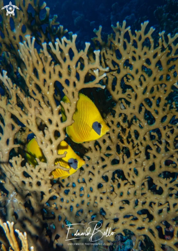 A Bluecheek Butterflyfish