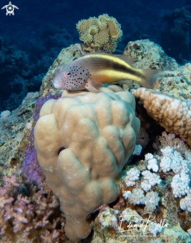 A Freckled Hawkfish