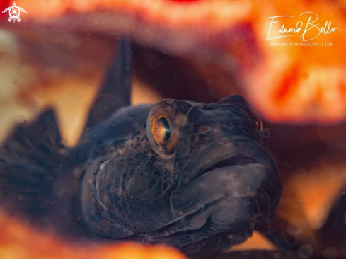 A Black gobius