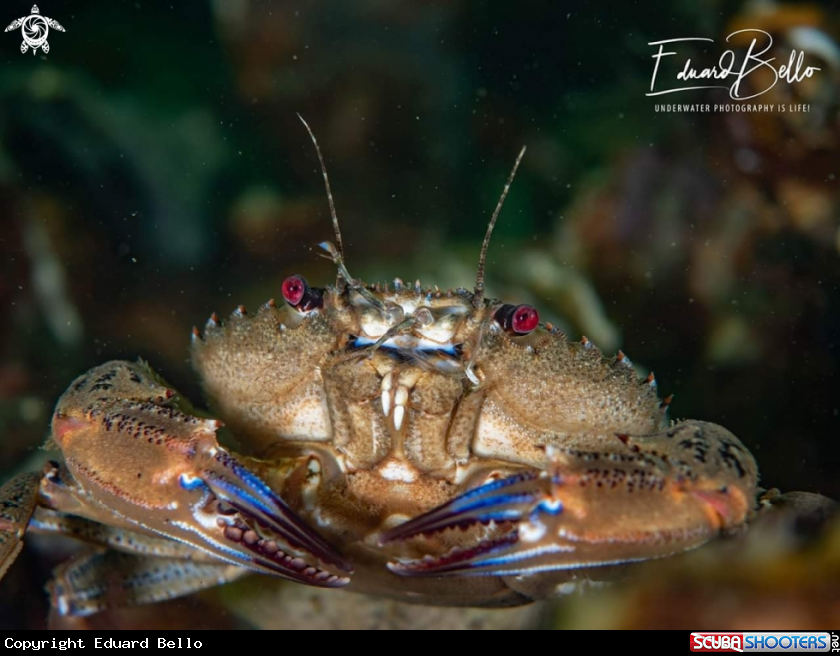 A Crab, fluwelen zwemkrab 