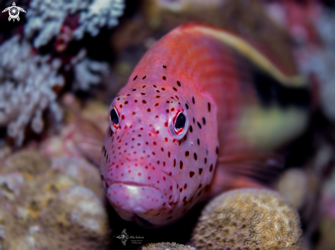 A Paracirrhites forsteri (Schneider, 1801) | Black-sided Hawkfish