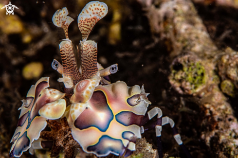 A Hymenocera picta | Harlequin shrimp