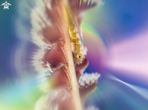 A common goby