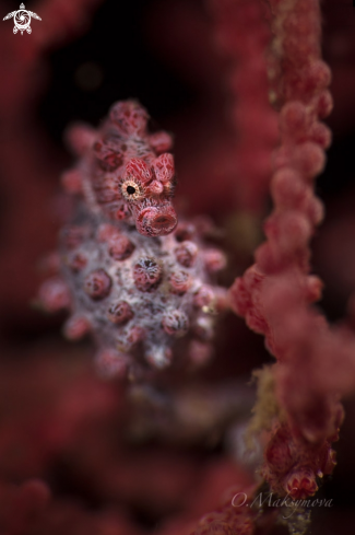 A Pygmy seahorse 