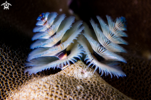 A Christmas tree worm