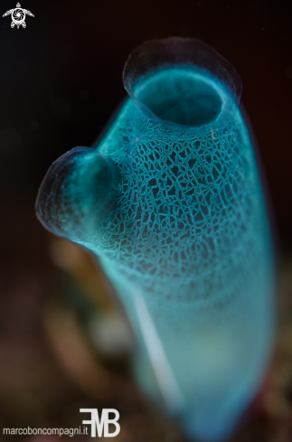 A Tunicate