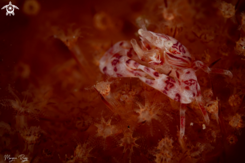 A Soft coral crab