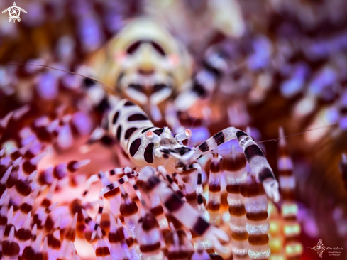 A Periclimenes colemani Bruce, 1975 | Coleman Shrimp