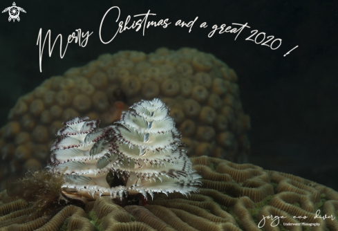 A Spirobranchus giganteus | Christmas Tree Worms