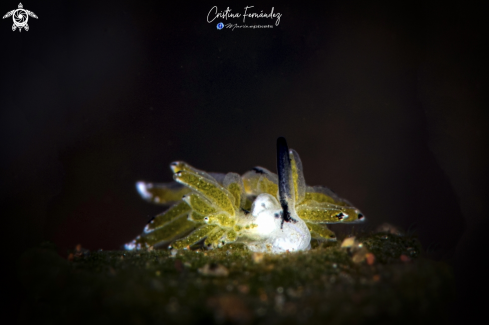 A Costasiella sp. - Banana costasiella | Nudibranch