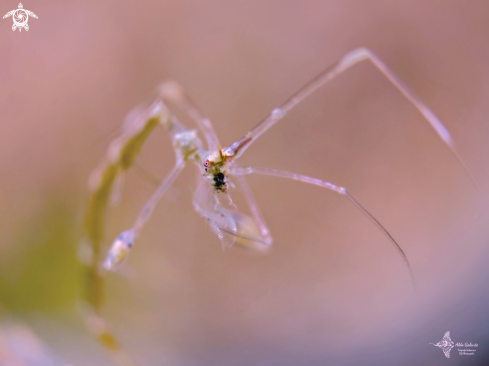 A Skeleton shrimp 