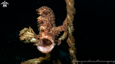 A Frog Fish