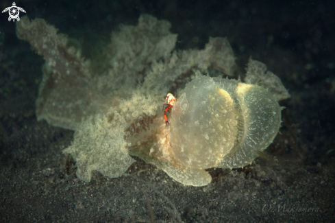 A Melibe viridis with  the Imperator shrimp (Zenopontonia rex)