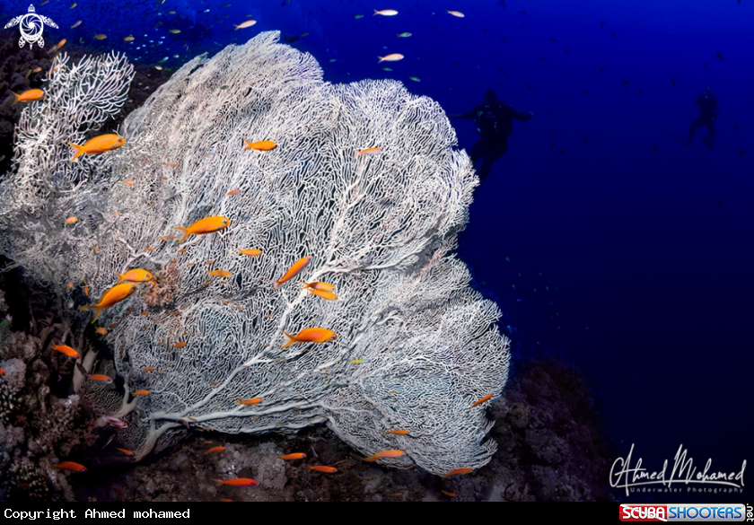 A Gorgonian Coral