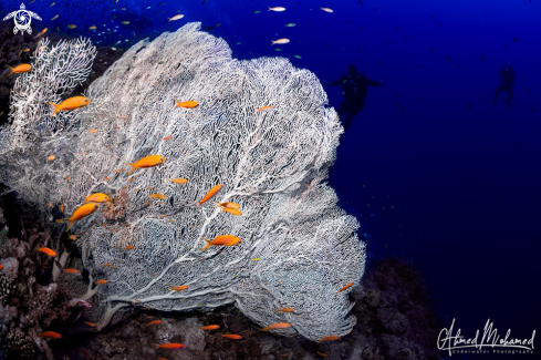 A Gorgonian Coral