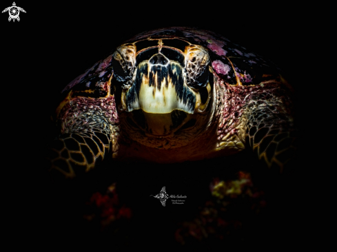 A Hawksbill Sea Turtle